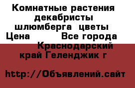 Комнатные растения, декабристы (шлюмберга) цветы › Цена ­ 300 - Все города  »    . Краснодарский край,Геленджик г.